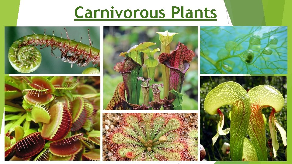 Carnivorous Plants 