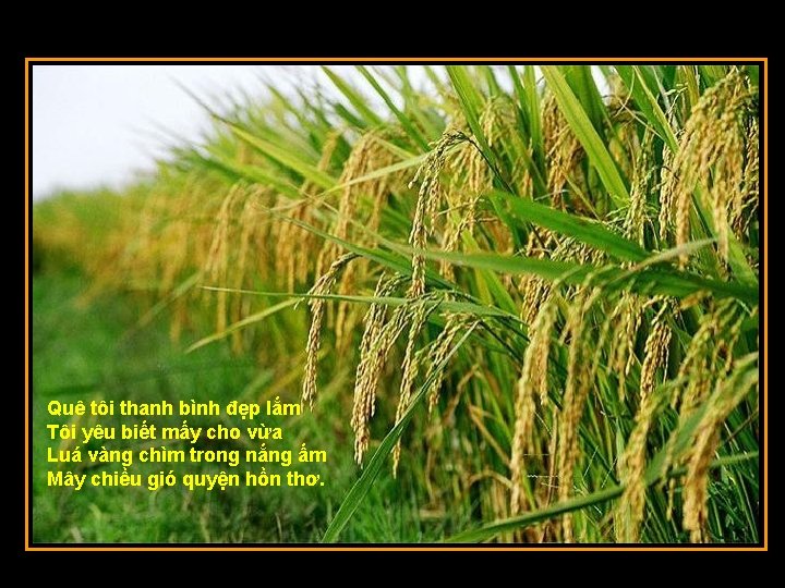 Quê tôi thanh bình đẹp lắm Tôi yêu biết mấy cho vừa Luá vàng