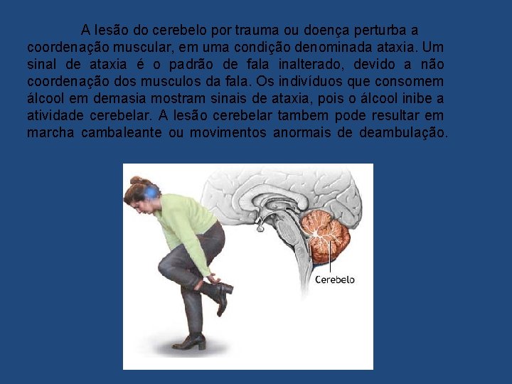 A lesão do cerebelo por trauma ou doença perturba a coordenação muscular, em uma