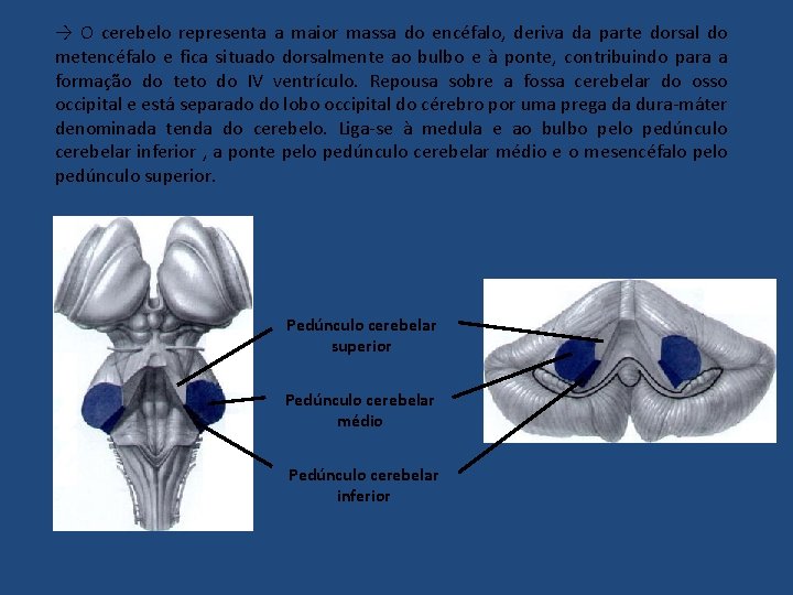 → O cerebelo representa a maior massa do encéfalo, deriva da parte dorsal do