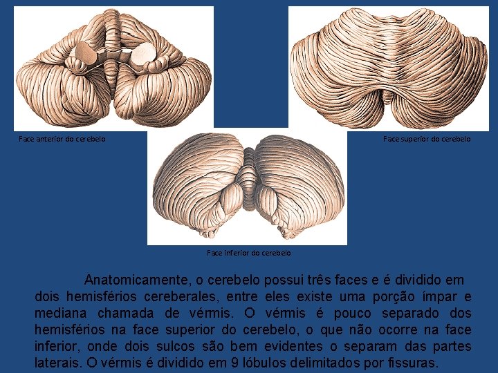 Face anterior do cerebelo Face superior do cerebelo Face inferior do cerebelo Anatomicamente, o