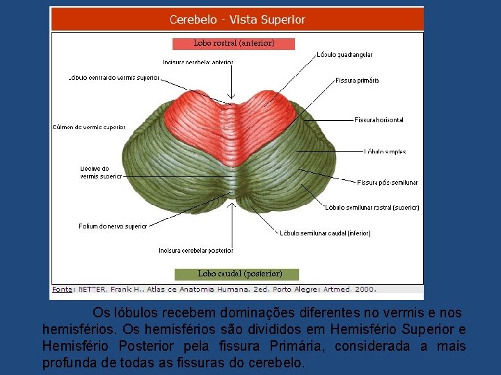 Os lóbulos recebem dominações diferentes no vermis e nos hemisférios. Os hemisférios são divididos