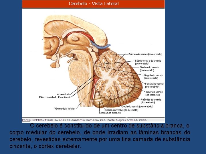 O cerebelo é constituído de um centro de substância branca, o corpo medular do