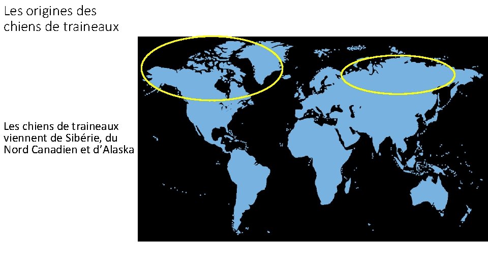 Les origines des chiens de traineaux Les chiens de traineaux viennent de Sibérie, du