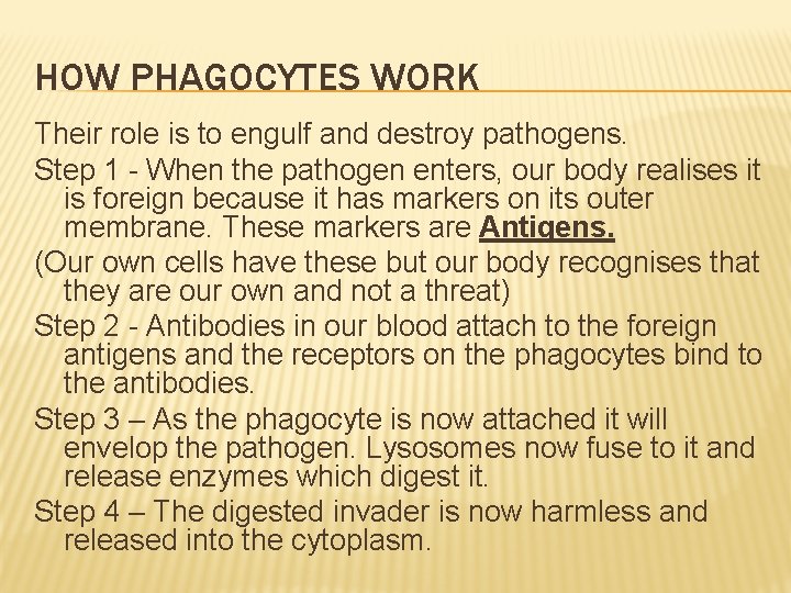HOW PHAGOCYTES WORK Their role is to engulf and destroy pathogens. Step 1 -
