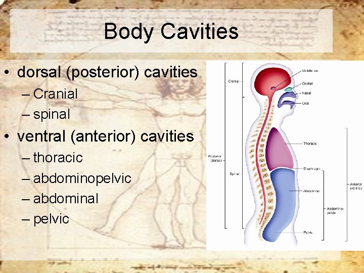Body Cavities • dorsal (posterior) cavities – Cranial – spinal • ventral (anterior) cavities