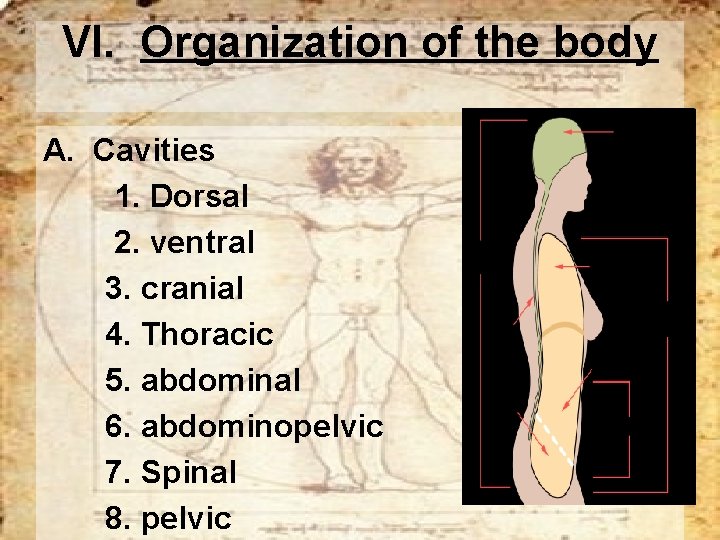 VI. Organization of the body A. Cavities 1. Dorsal 2. ventral 3. cranial 4.