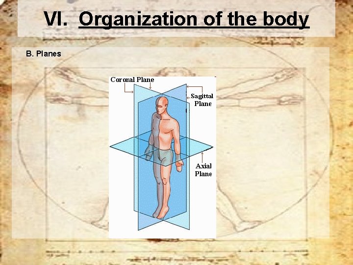 VI. Organization of the body B. Planes 