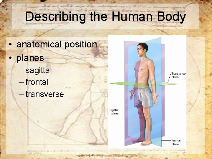 Describing the Human Body • anatomical position • planes – sagittal – frontal –