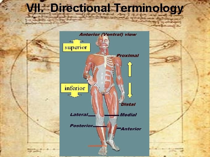VII. Directional Terminology 