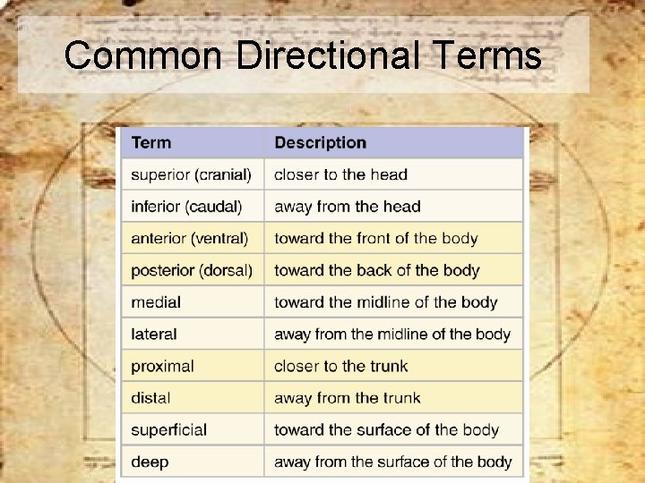 Common Directional Terms 