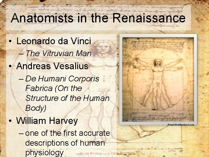 Anatomists in the Renaissance • Leonardo da Vinci – The Vitruvian Man • Andreas