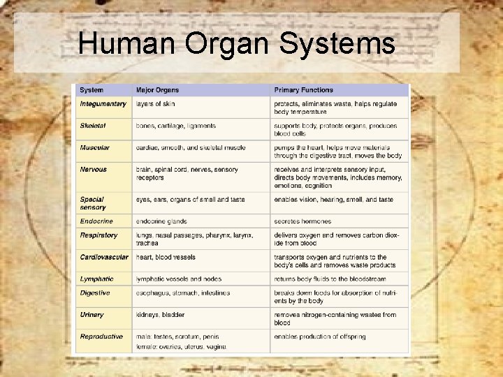 Human Organ Systems 