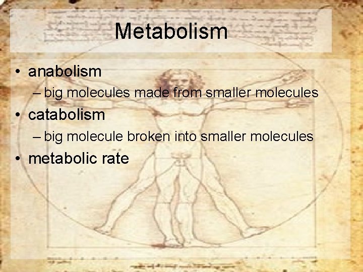 Metabolism • anabolism – big molecules made from smaller molecules • catabolism – big