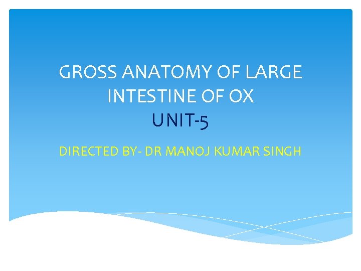 GROSS ANATOMY OF LARGE INTESTINE OF OX UNIT-5 DIRECTED BY- DR MANOJ KUMAR SINGH