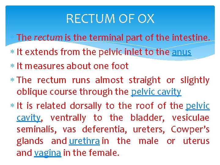 RECTUM OF OX The rectum is the terminal part of the intestine. It extends