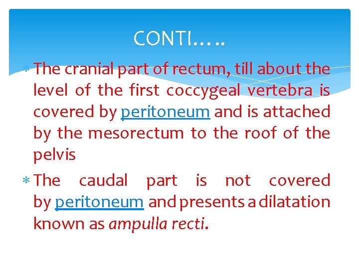 CONTI…. . The cranial part of rectum, till about the level of the first