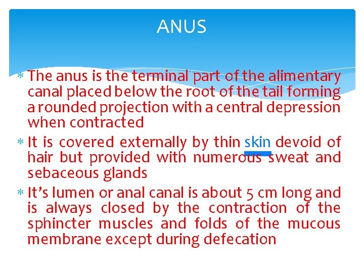 ANUS The anus is the terminal part of the alimentary canal placed below the