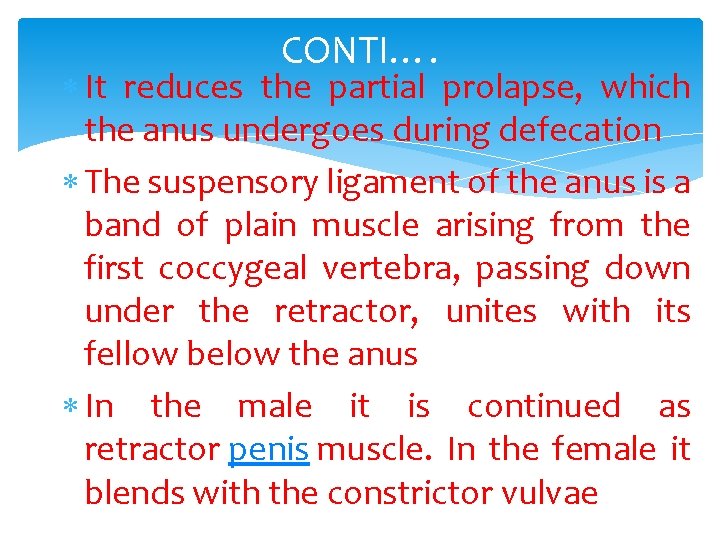 CONTI…. It reduces the partial prolapse, which the anus undergoes during defecation The suspensory