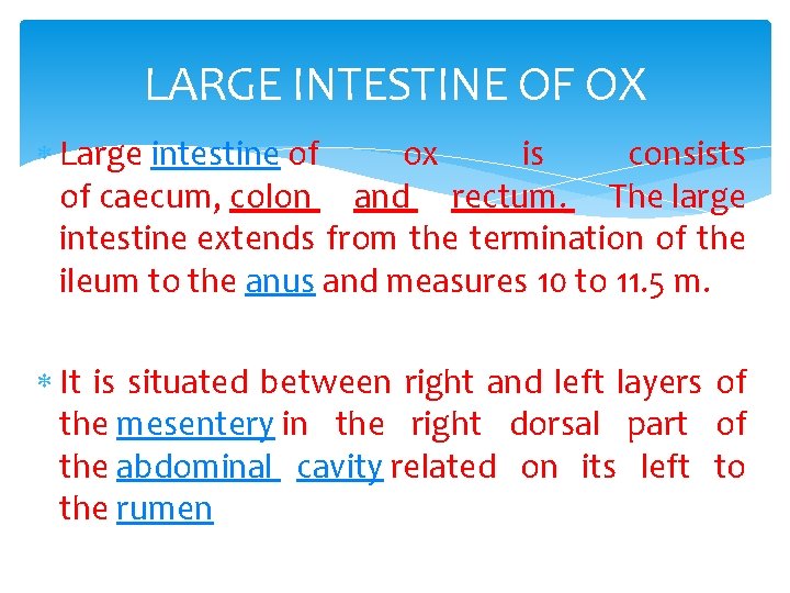 LARGE INTESTINE OF OX Large intestine of ox is consists of caecum, colon and