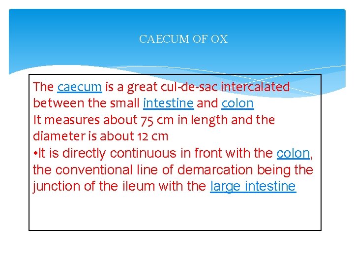 CAECUM OF OX The caecum is a great cul-de-sac intercalated between the small intestine