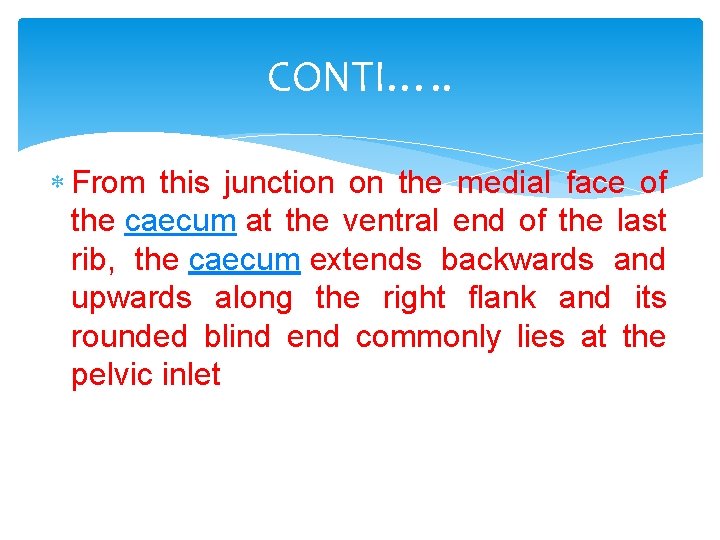 CONTI…. . From this junction on the medial face of the caecum at the