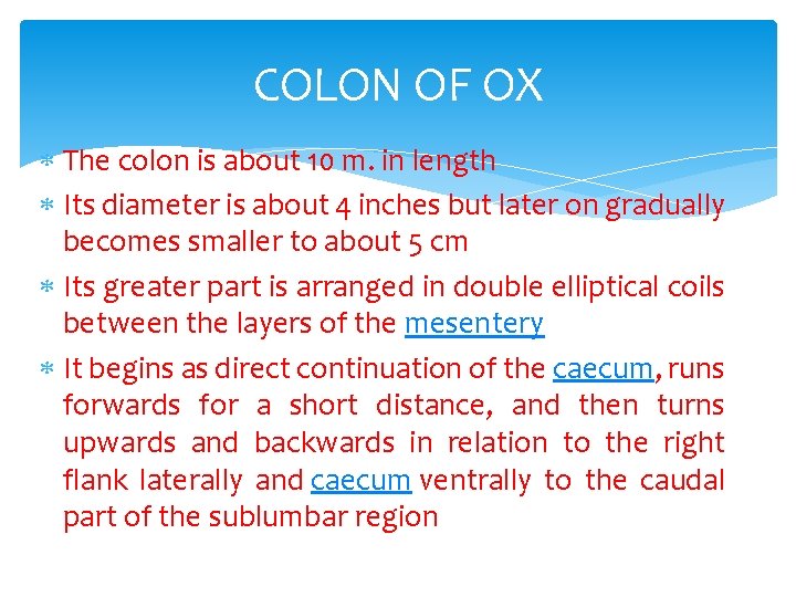 COLON OF OX The colon is about 10 m. in length Its diameter is