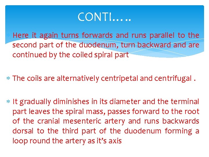 CONTI…. . Here it again turns forwards and runs parallel to the second part