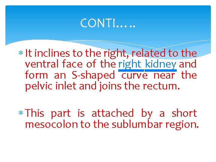 CONTI…. . It inclines to the right, related to the ventral face of the