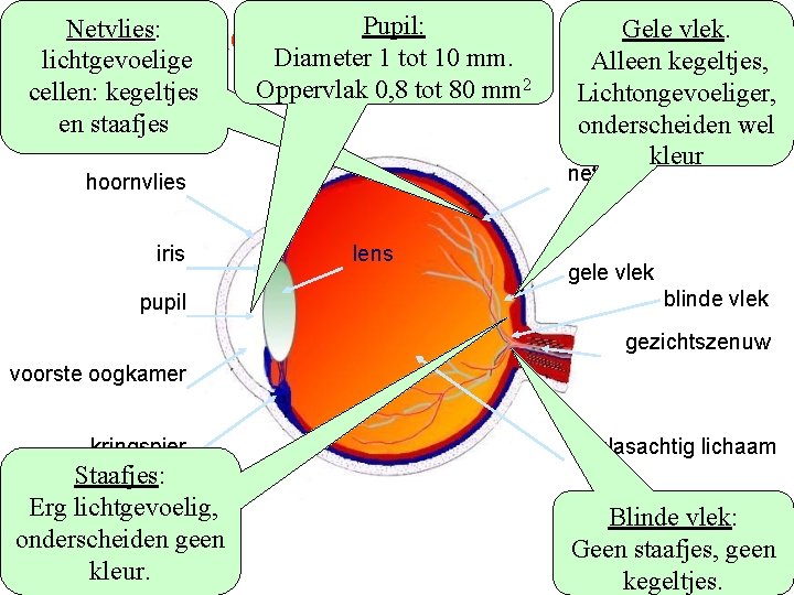 Oog bril en loep 1 Bouw van het