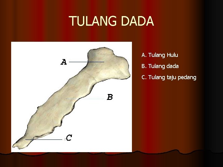 TULANG DADA A. Tulang Hulu B. Tulang dada C. Tulang taju pedang 