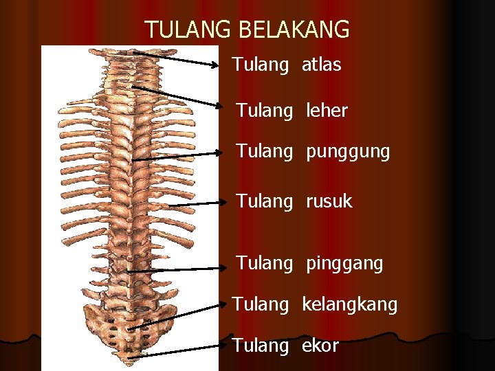 TULANG BELAKANG Tulang atlas Tulang leher Tulang punggung Tulang rusuk Tulang pinggang Tulang kelangkang