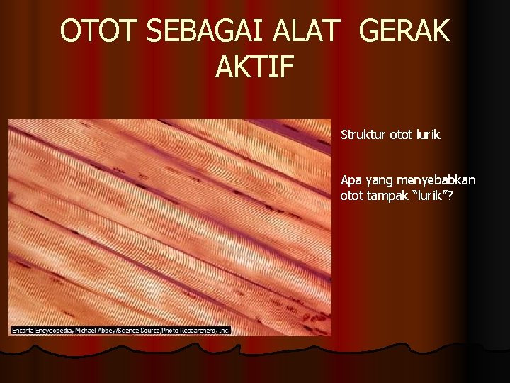 OTOT SEBAGAI ALAT GERAK AKTIF Struktur otot lurik Apa yang menyebabkan otot tampak “lurik”?