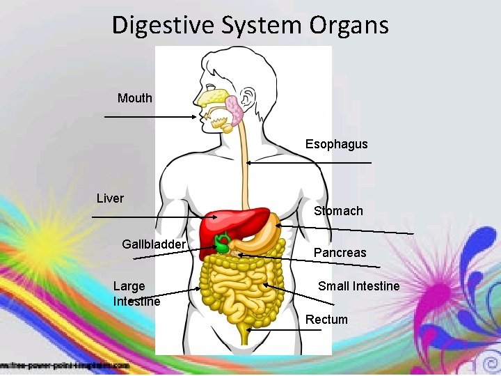 Digestive System Organs Mouth Esophagus Liver Gallbladder Large Intestine Stomach Pancreas Small Intestine Rectum