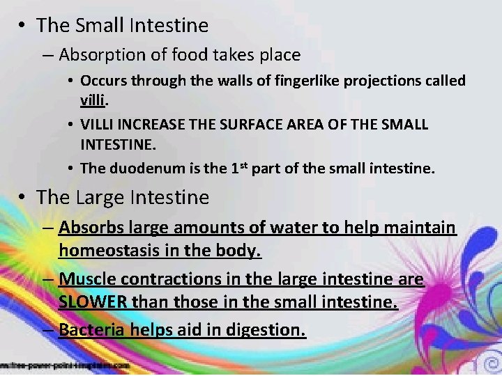  • The Small Intestine – Absorption of food takes place • Occurs through