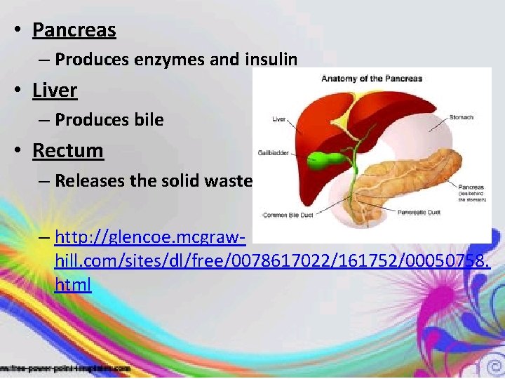  • Pancreas – Produces enzymes and insulin • Liver – Produces bile •