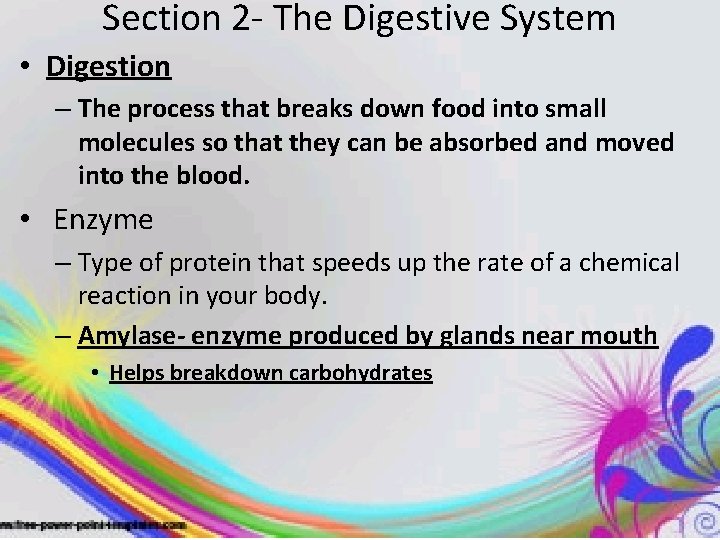 Section 2 - The Digestive System • Digestion – The process that breaks down