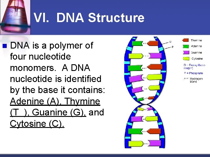 VI. DNA Structure n DNA is a polymer of four nucleotide monomers. A DNA