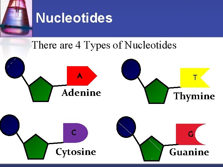 Nucleotides There are 4 Types of Nucleotides A T Adenine Thymine C G Cytosine