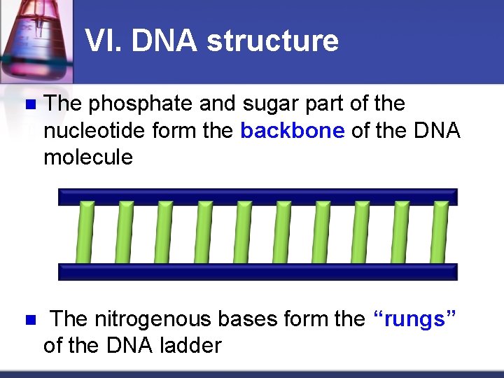 VI. DNA structure n The phosphate and sugar part of the nucleotide form the