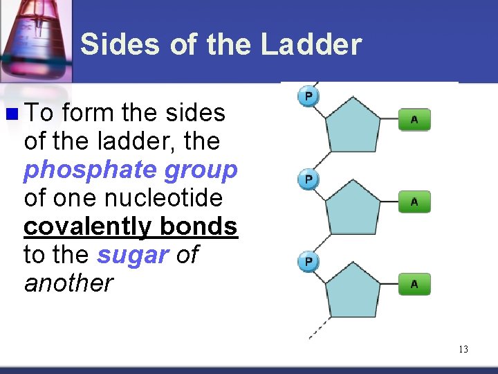 Sides of the Ladder n To form the sides of the ladder, the phosphate