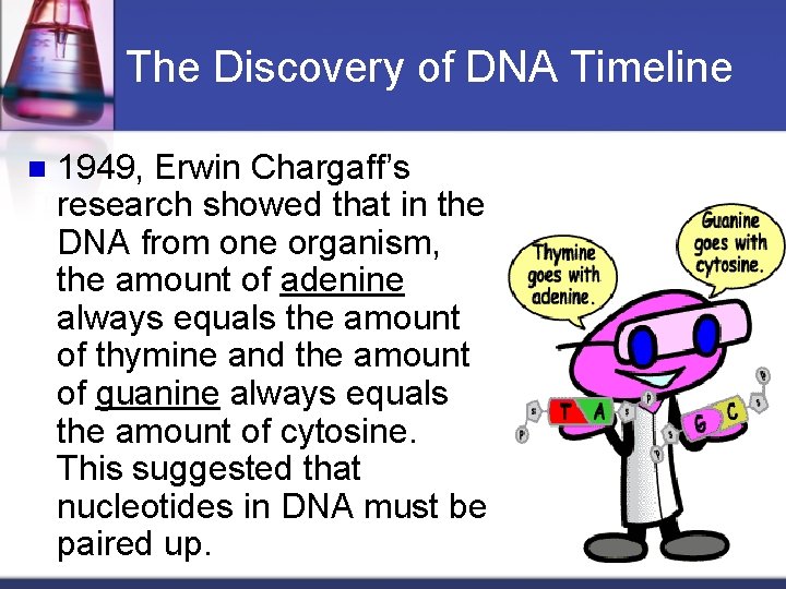 The Discovery of DNA Timeline n 1949, Erwin Chargaff’s research showed that in the