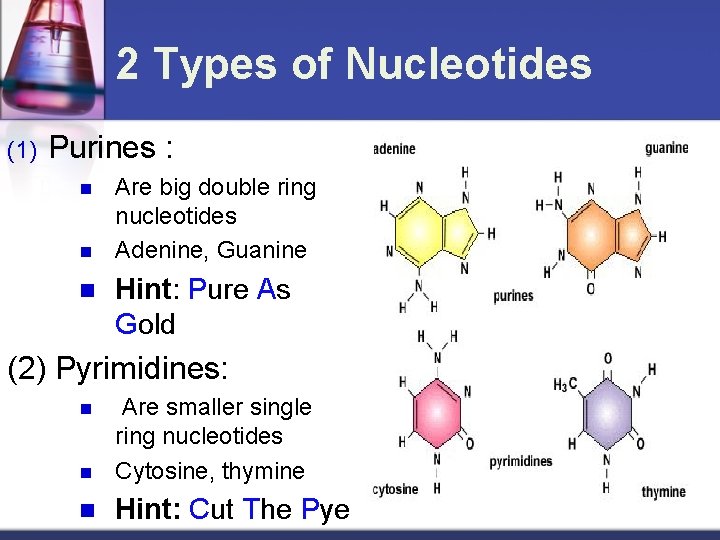 2 Types of Nucleotides (1) Purines : n n n Are big double ring