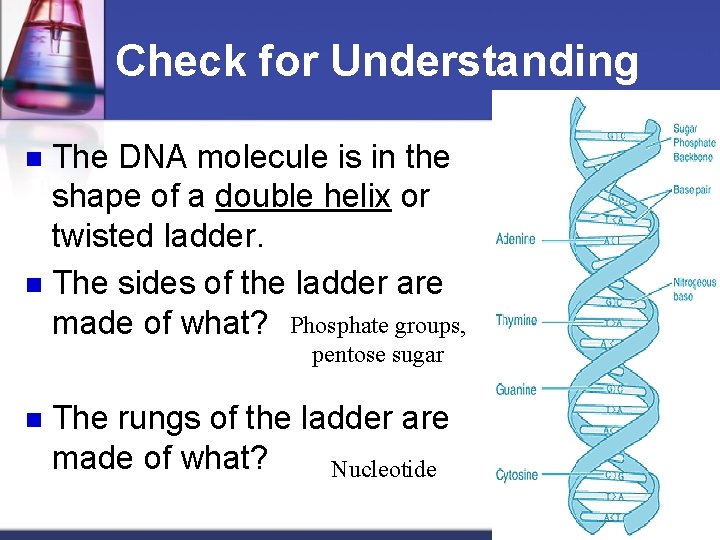 Check for Understanding The DNA molecule is in the shape of a double helix