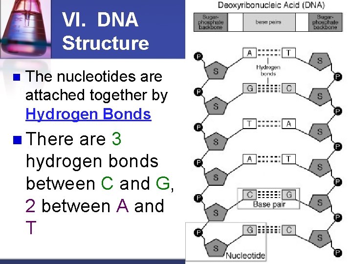 VI. DNA Structure n The nucleotides are attached together by Hydrogen Bonds n There