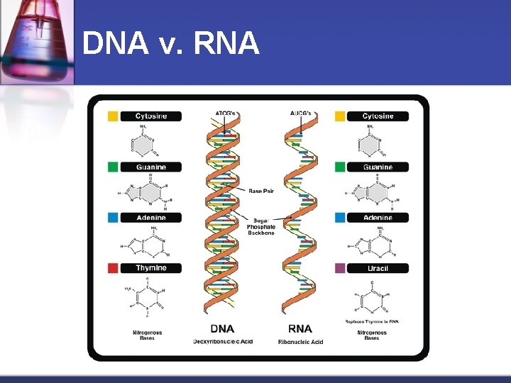 DNA v. RNA 