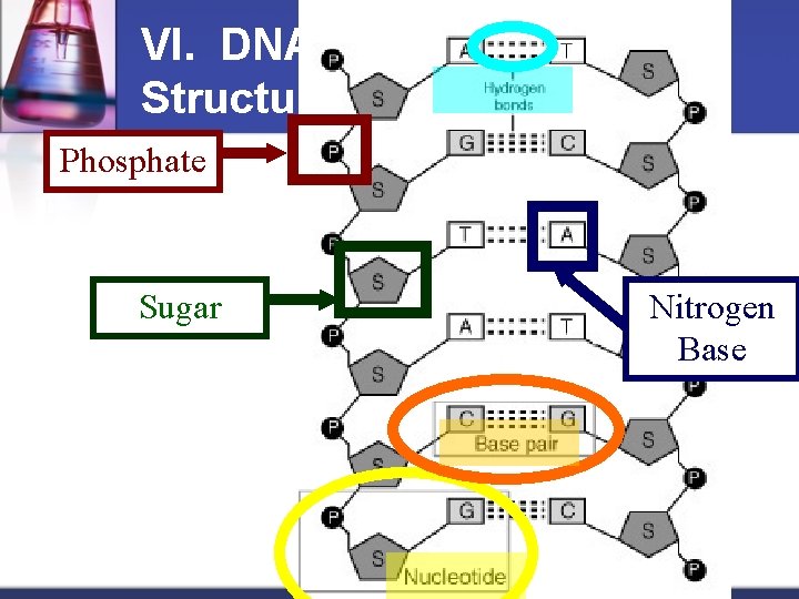 VI. DNA Structure Phosphate Sugar Nitrogen Base 