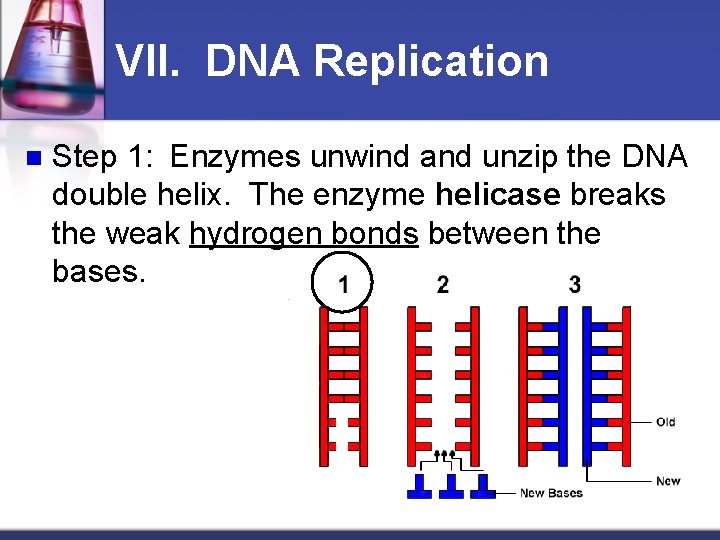 VII. DNA Replication n Step 1: Enzymes unwind and unzip the DNA double helix.
