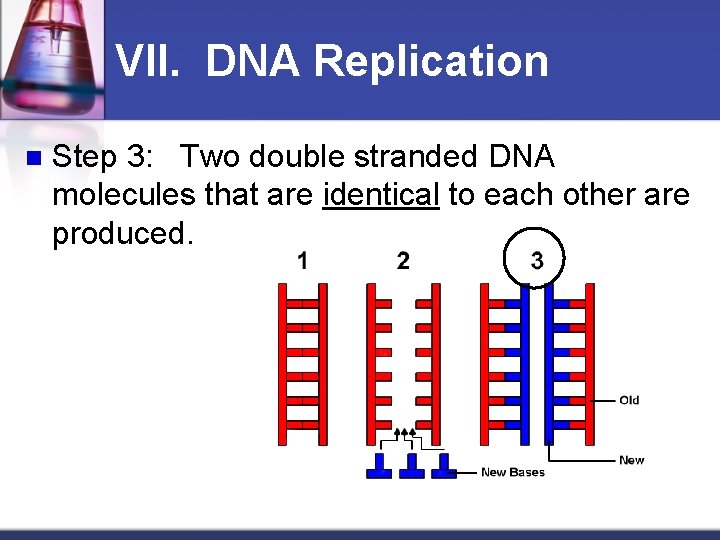 VII. DNA Replication n Step 3: Two double stranded DNA molecules that are identical