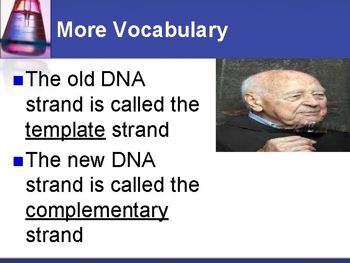 More Vocabulary n The old DNA strand is called the template strand n The
